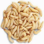 Live Wax Worms 250/Cup