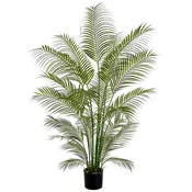 Areca Palm Tree 72″