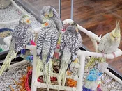 Cockatiel – 4