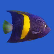 Maculosus x Chrysurus Hybrid Angelfish WYSIWYG