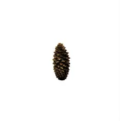 Lodgepole Closed Pinecone Knob | XL