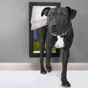Doggy Door with Wall Mount