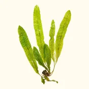 Aponogeton Boivinianus
