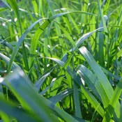 Athen's Seed	Kentucky 31 Fescue (Pasture)