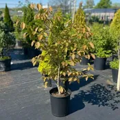 American Beech - 7 Gallon
