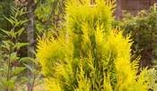 Arborvitae, Forever Goldy