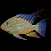 Albino Heckelii Cichlid 1.5″