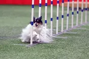 New Membership - Individual — Mount Pleasant Kennel Club