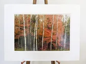 Print | Fall Birches — The Frame and Mat Shop