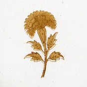 #011 Carnation