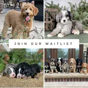 Bernedoodle Puppy Waitlist