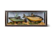 Two Fish Diorama