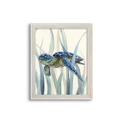blue kelp turtle 02