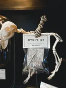 Barn Owl Pellet — Rest in Pieces