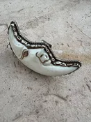 Crescent Man in the Moon Ring 242