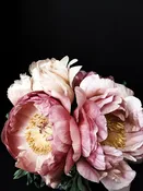 Peony 43