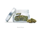 Black Maple - 3.5g