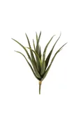 Aloe Stem