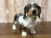 Dachshund – 4398