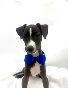 Italian Greyhound (M) 14736