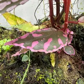 Begonia sp. 'Julau'