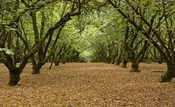 American Hazelnut (Corylus americana)