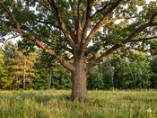 Bur Oak