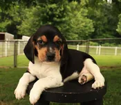 Beagle – 893