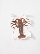 Abachar Cali Lobster Sticker