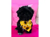 Shih Tzu – 3914
