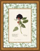 Berry Bramble 6