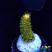 ARC 24K Mili