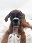 Boxer (F) 14717