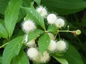 Buttonbush