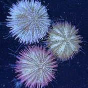 Pincushion Urchin