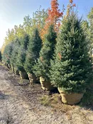 Canaan Fir