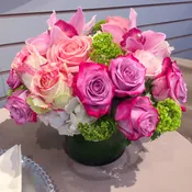 Pink Starburst