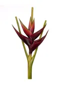 45" Burgundy Heliconia Stem