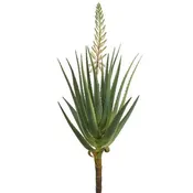 44.75" Blooming Agave Plant