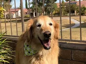 Goldens 8-10 Years