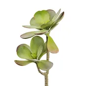 20" Echeveria Dusty Stem - 2 Heads