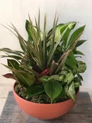 10″ Terra Bowl Dish Garden