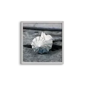 boardwalk shell 02