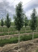 Acer campestre ‘Evelyn’ – Queen Elizabeth™ Hedge Maple