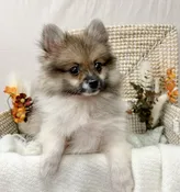 Chestnut
