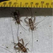 1/4" Crickets