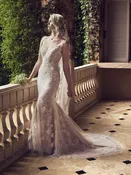 Casablanca – 2228 Belladonna