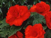 Begonia - Red - Ruffled