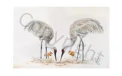 Bird Family
