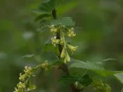 American Black Currant (Ribes americanum)